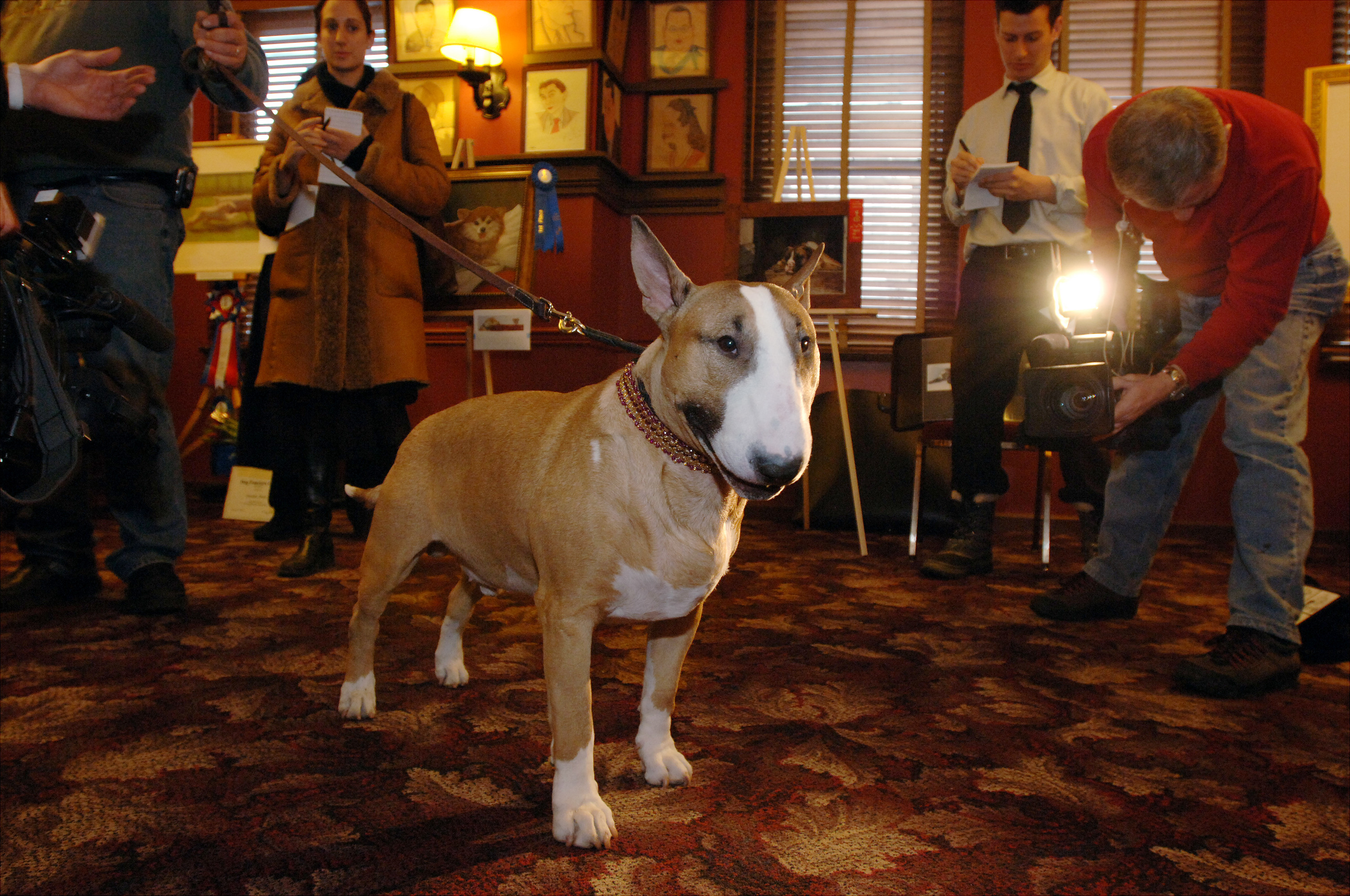 Rufus the tan-and-white Bull Terrier on a lead poses in a room full of reporters and cameras, looking calm in the spotlight.