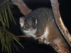 A common ringtail possum.