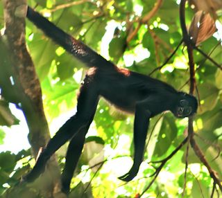 A brown spider monkey hangs by its tail