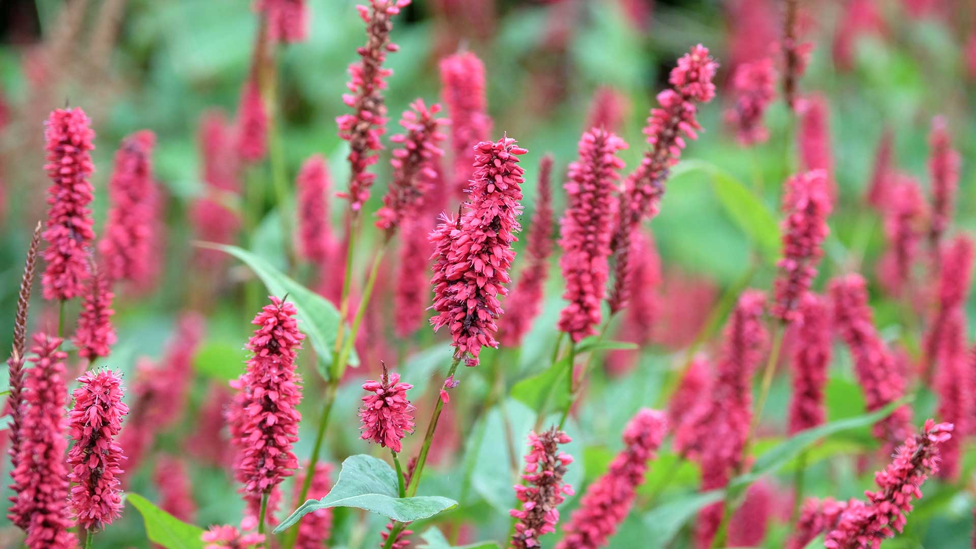 red bistort flowers