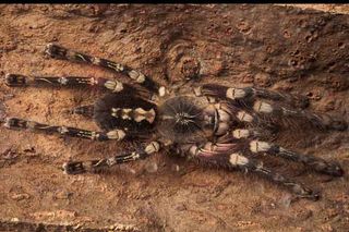 ivory ornamental tarantulas, spiders