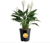 Costa Farms  Peace Lily