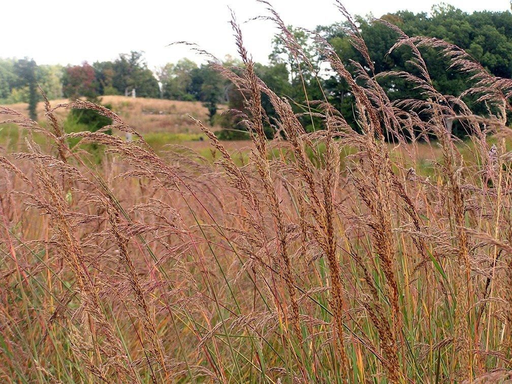 Field Of Indian Grass