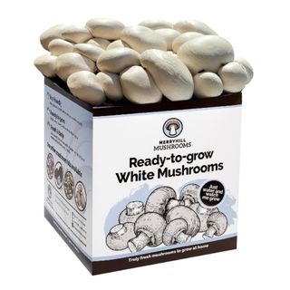 Merryhill Mushrooms - Grow Your Own Fresh White Mushroom Growing Kit 