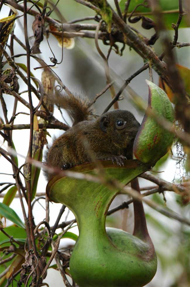 Borneo's 'carnivorous' squirrel actually mainly eats one kind of