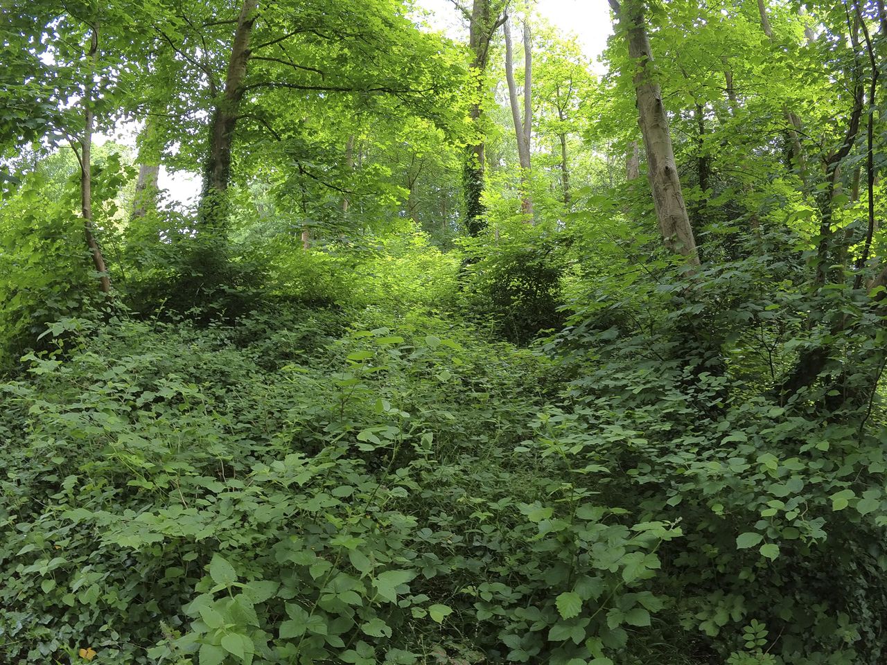A dense woodland, taken with the Insta360 Go 3S