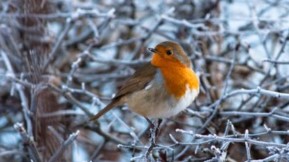 A European Robin on a frosty branch on a cold winter's morning