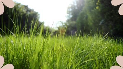 picture of long growing grass
