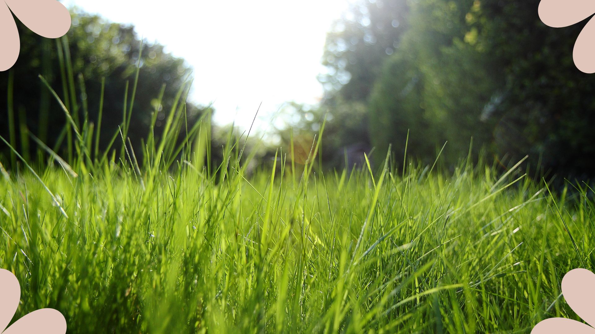 picture of long growing grass
