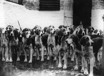 Pack of dogs in 1908