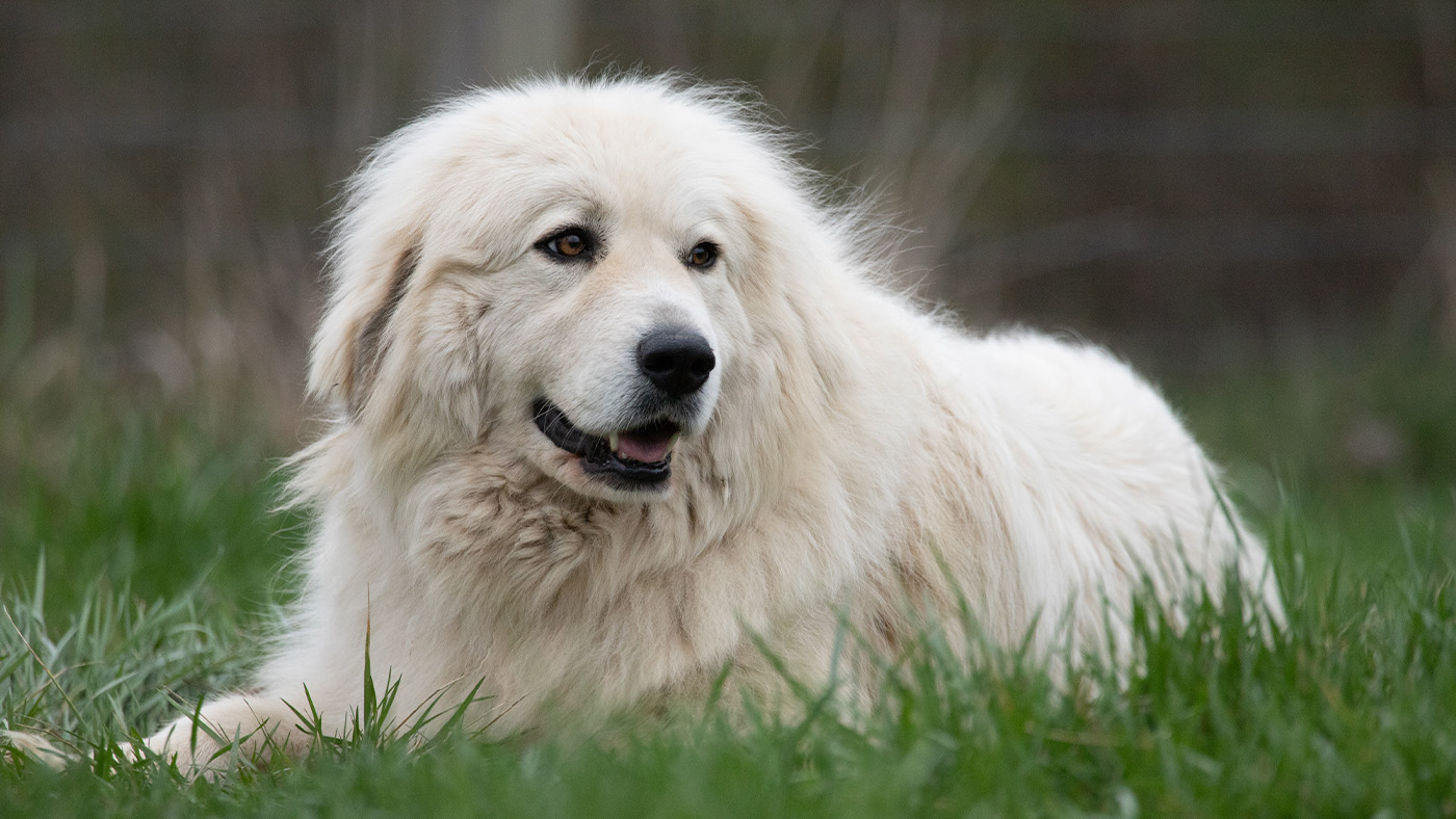 Great Pyrenees dog laid down