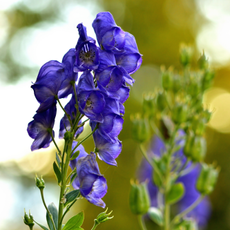 Close-up of bloom of Aconitum napellus also known as aconite, monkshood, wolf's-bane, leopard's bane, mousebane, women's bane, devil's helmet, queen of poisons, or blue rocket