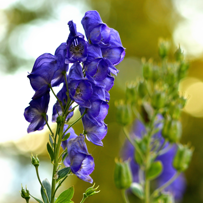 Close-up of bloom of Aconitum napellus also known as aconite, monkshood, wolf's-bane, leopard's bane, mousebane, women's bane, devil's helmet, queen of poisons, or blue rocket