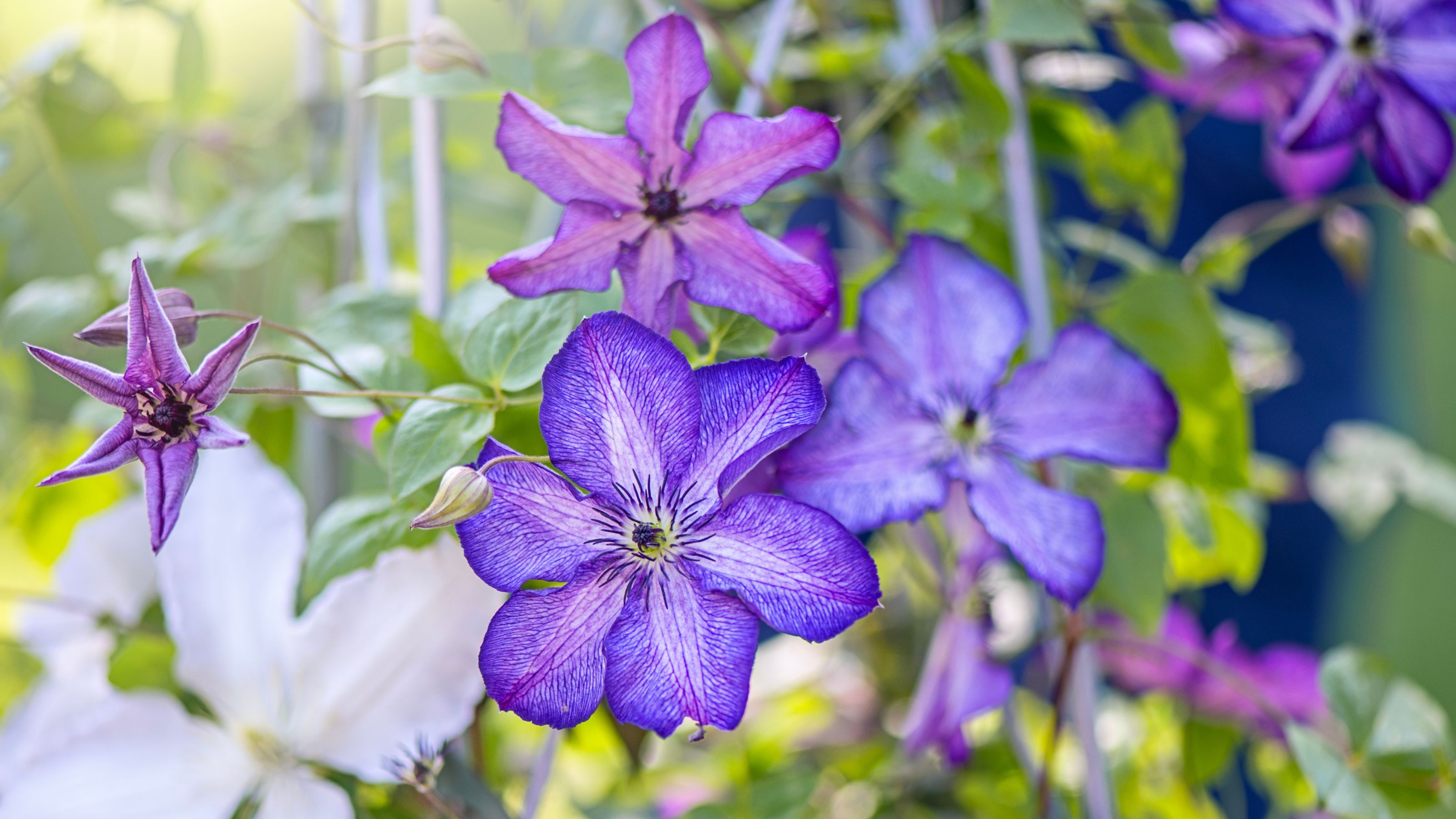 Beautiful , purple summer flowers of Clematis viticella 'Super Nova' - stock photo