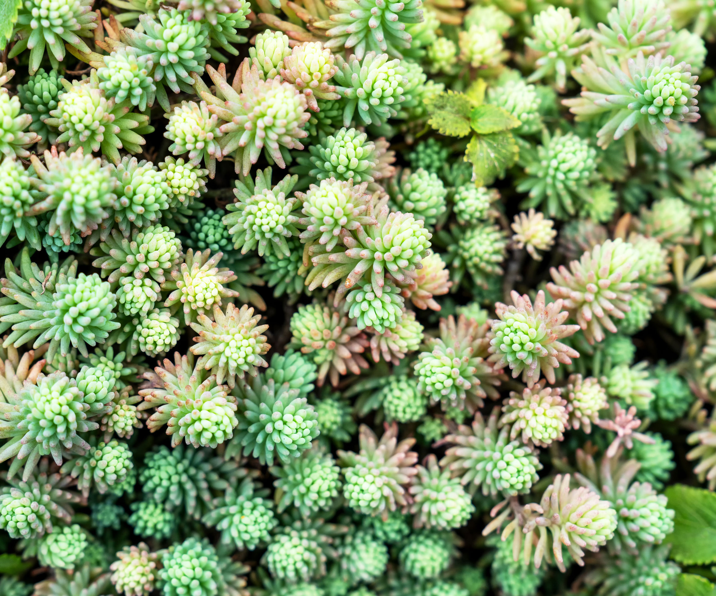 miniature stonecrops growing in mass planting