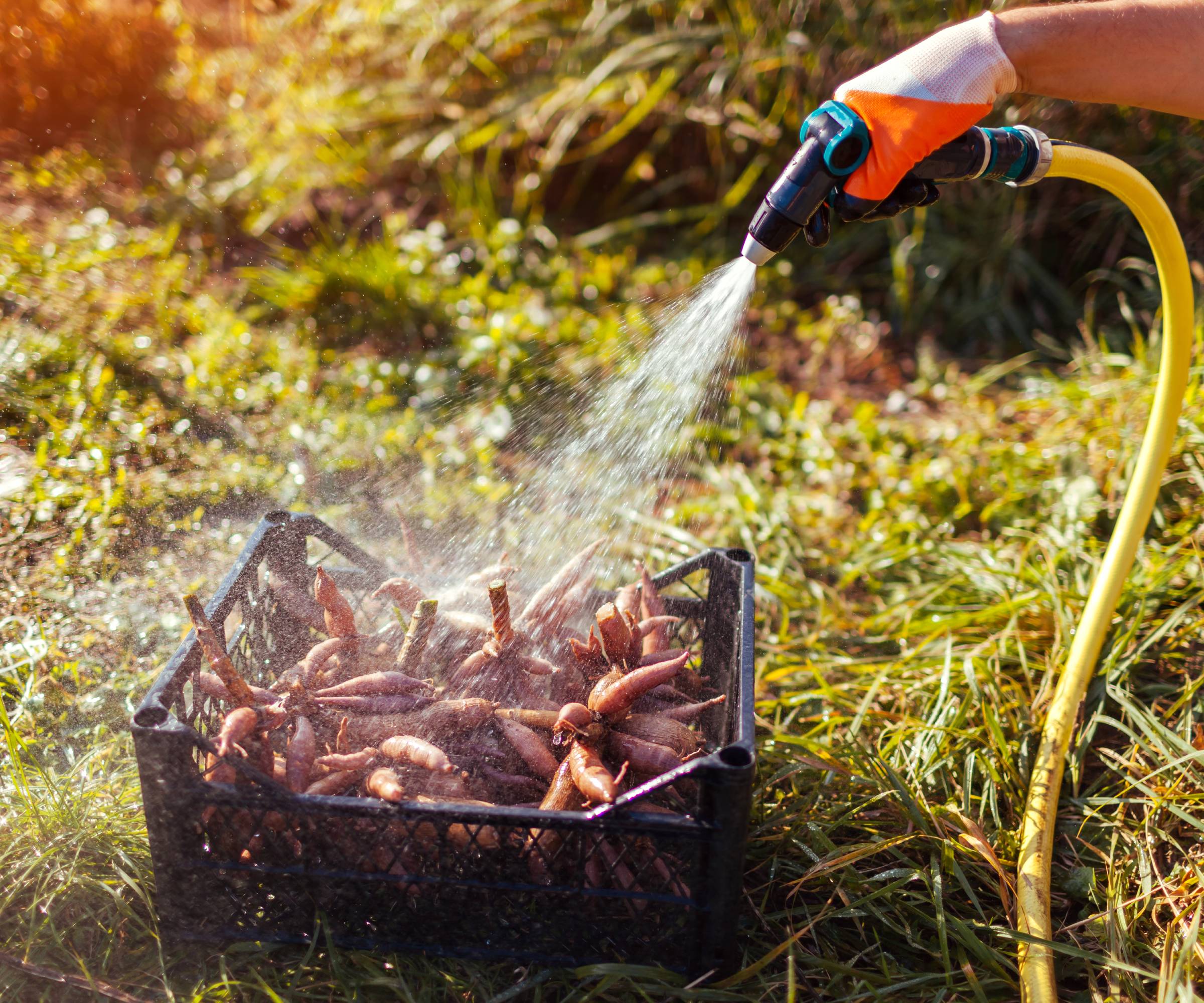 A gloved hand uses a hose to spray dahlia tubers in a black plastic crate