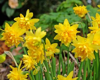 Double yellow narcissus daffodils