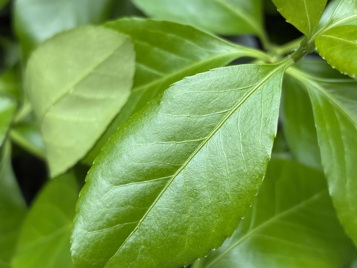 Apple iPhone 16e macro sample.