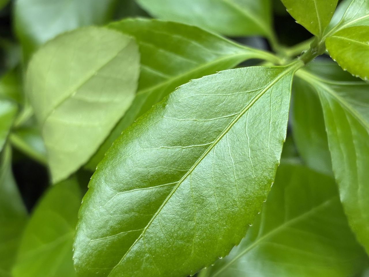 Apple iPhone 16e macro sample.