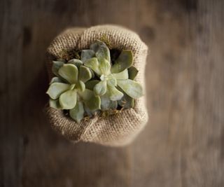 A small succulent plant in a container covered with hessian or burlap