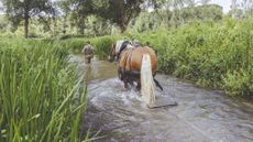 A draught horse chain harrowing a river