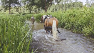 A draught horse chain harrowing a river