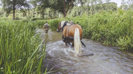 A draught horse chain harrowing a river