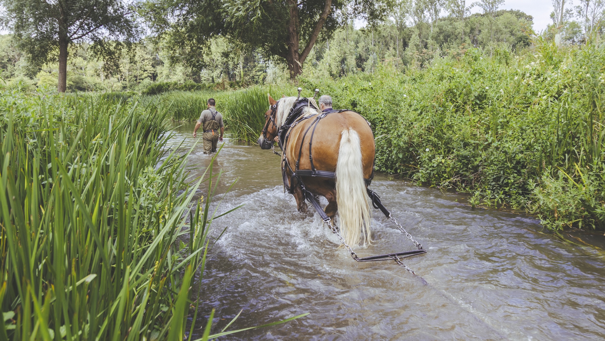 A draught horse chain harrowing a river