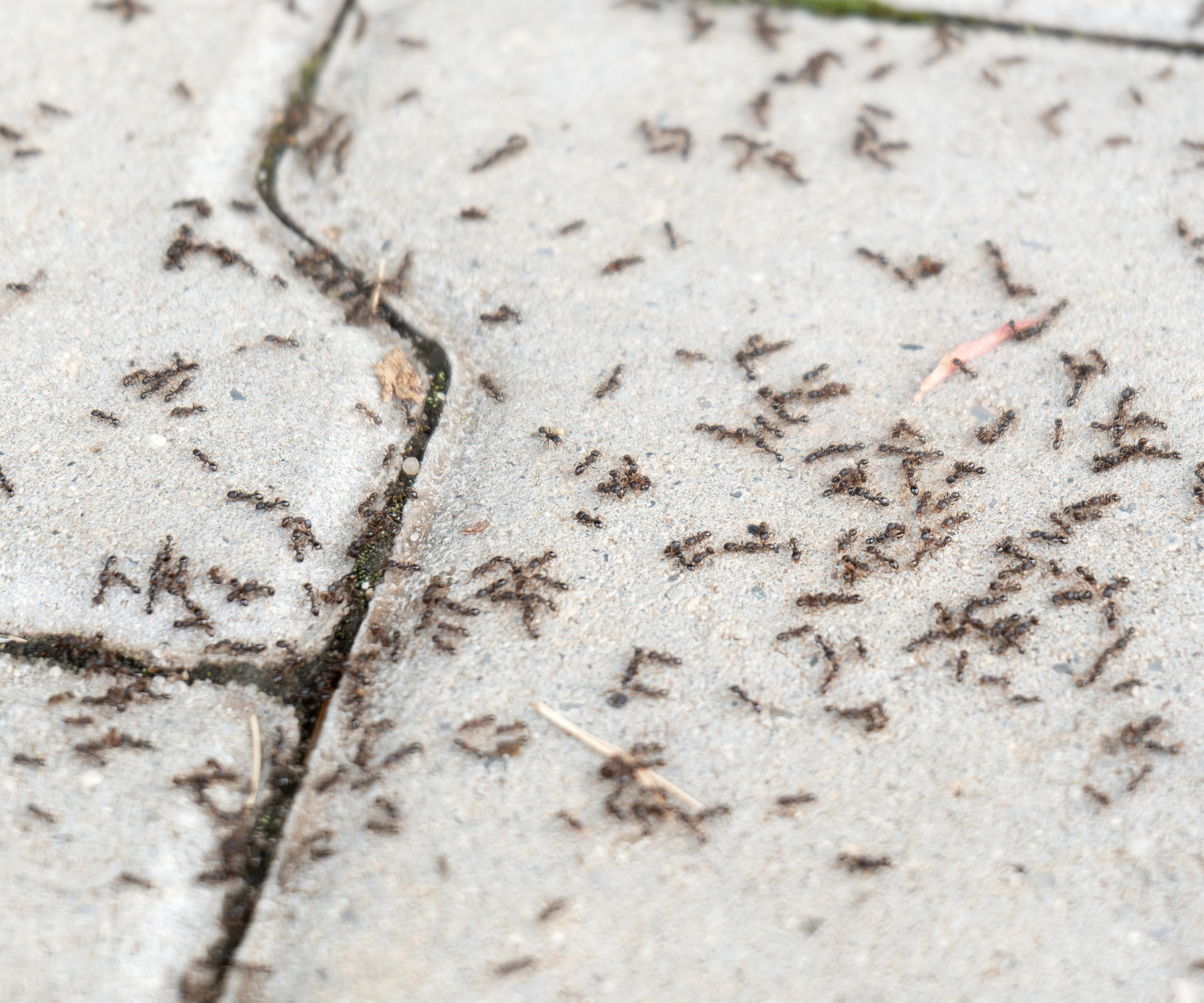 Colony of ants on grey paving stones