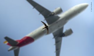 Photograph of a swift flying underneath a 747