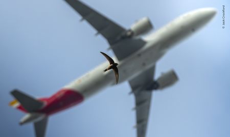 Photograph of a swift flying underneath a 747