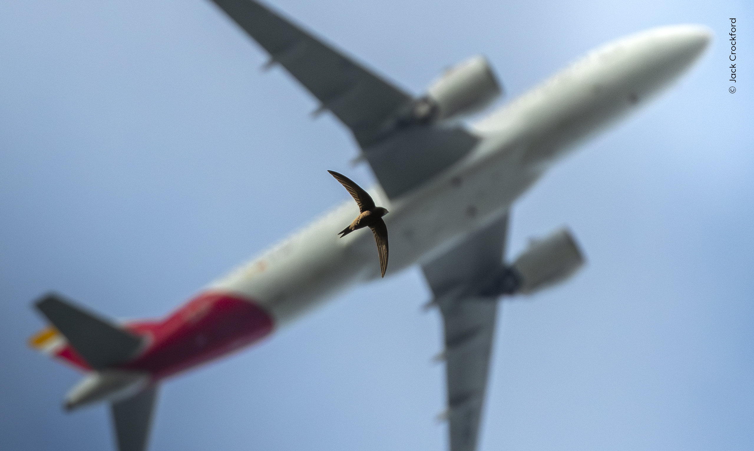 Photograph of a swift flying underneath a 747