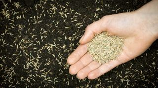 A hand distributing grass seed over soil