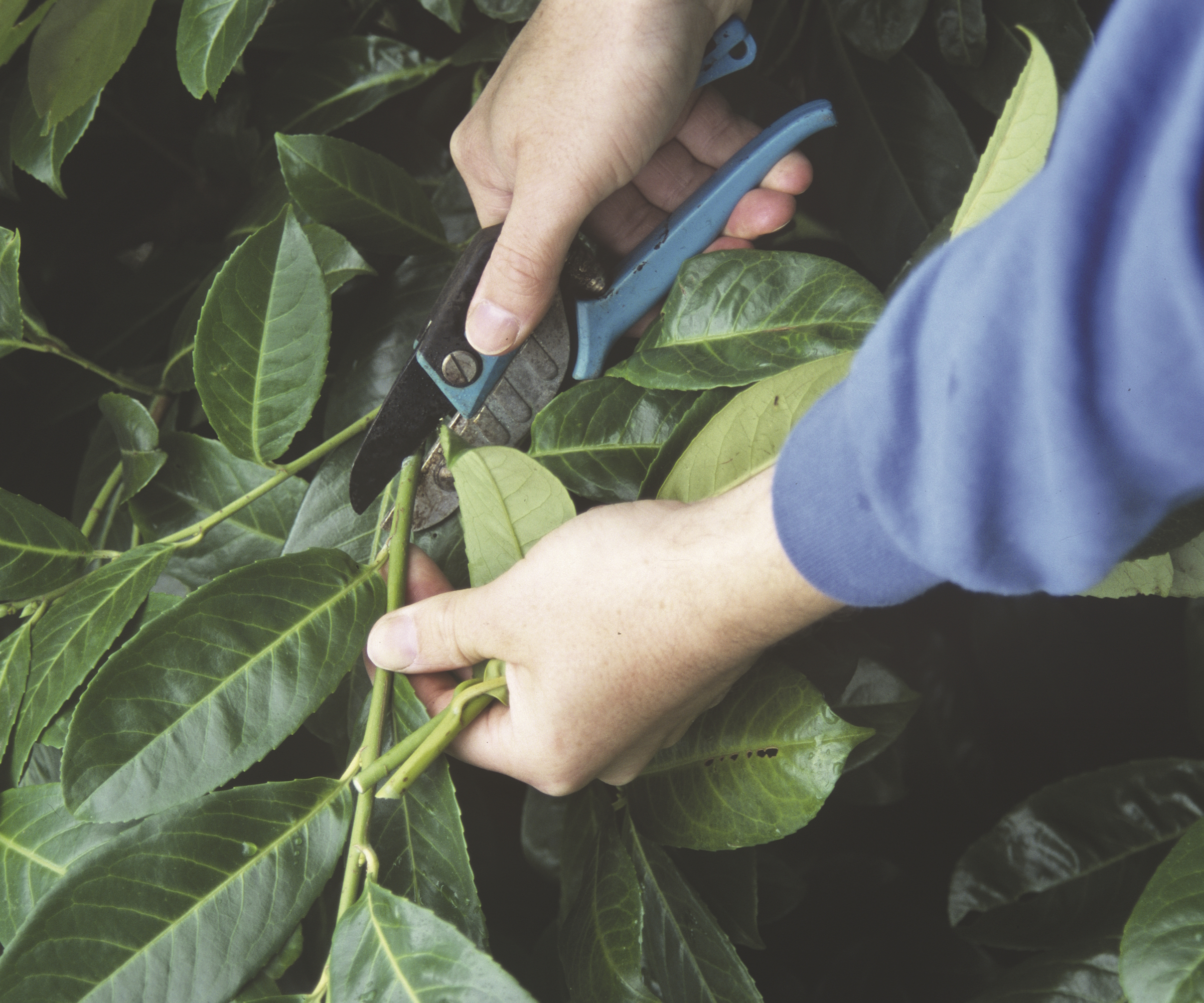 A gardener trims a laurel shrub with pruning shears