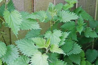 how to create an eco-friendly garden: bed of nettles in front of a fence