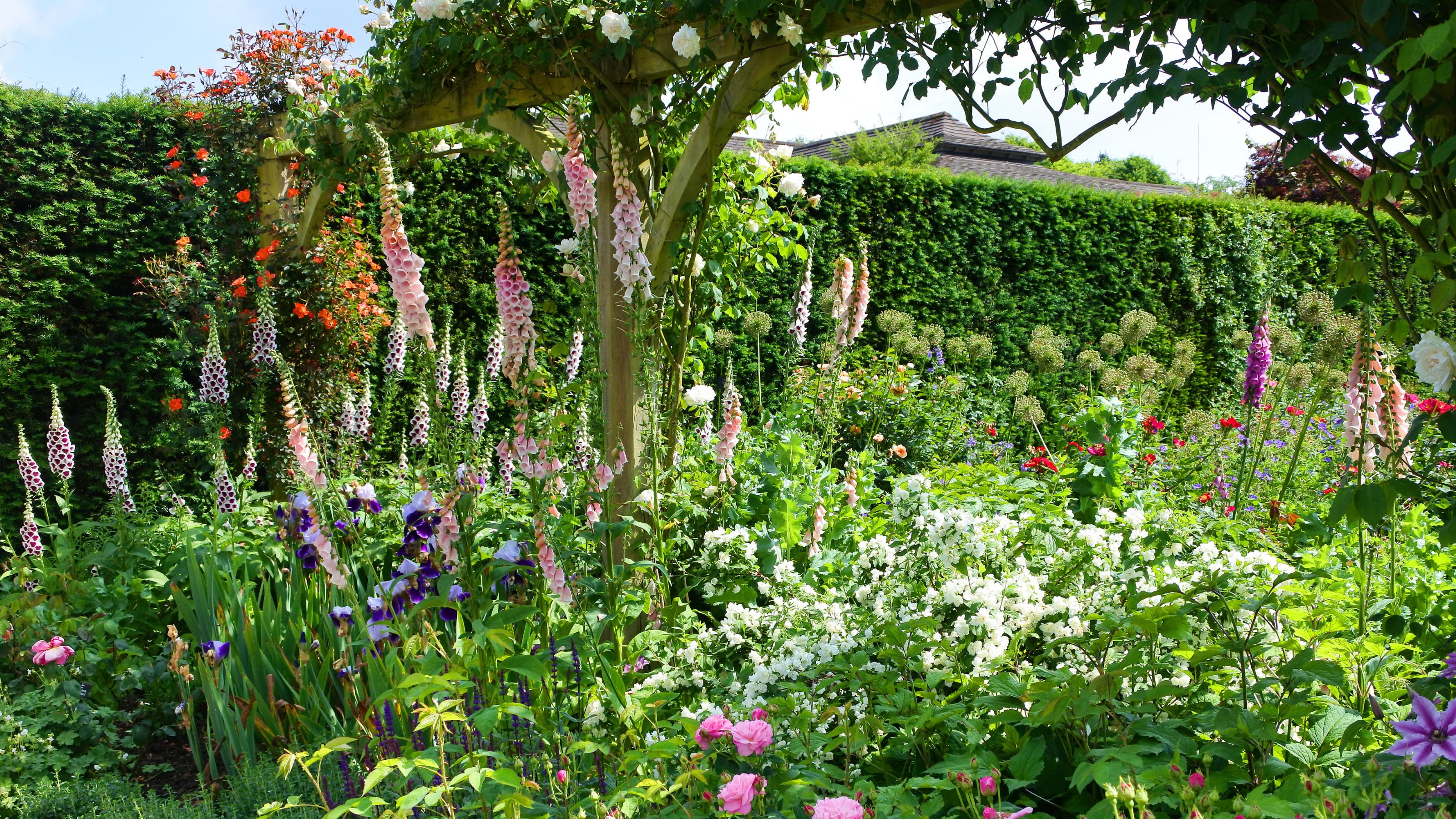 colourful biennial plants in border
