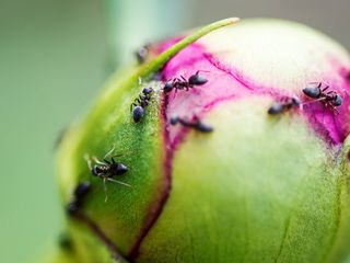 Ants on a peony bud