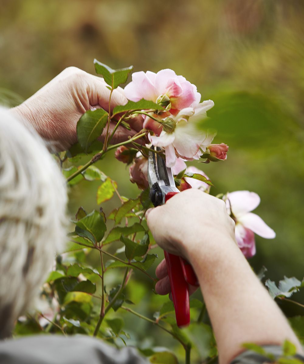 How to look after roses with tips from a National Trust gardening