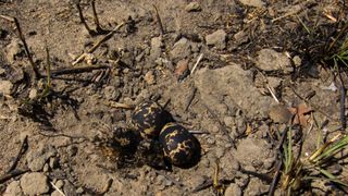 Spotted black and yellow eggs in a ground nest of dried mud, dirt and twigs.