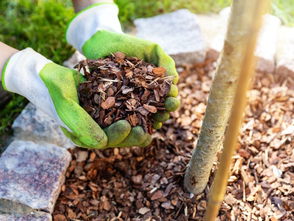 How And When Should You Mulch When To Put Mulch Down In Spring