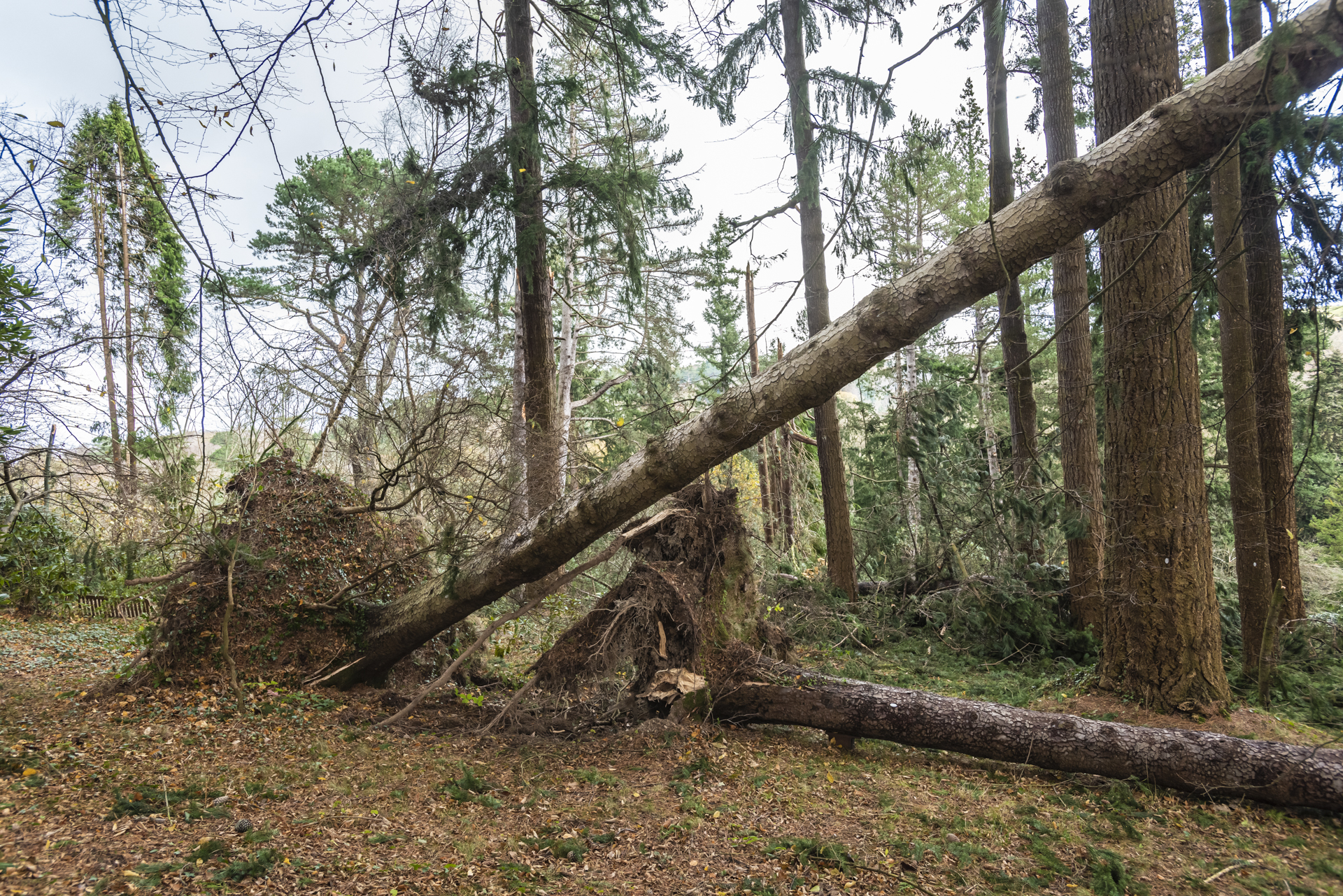 Bodnant Garden after Storm Arwen.