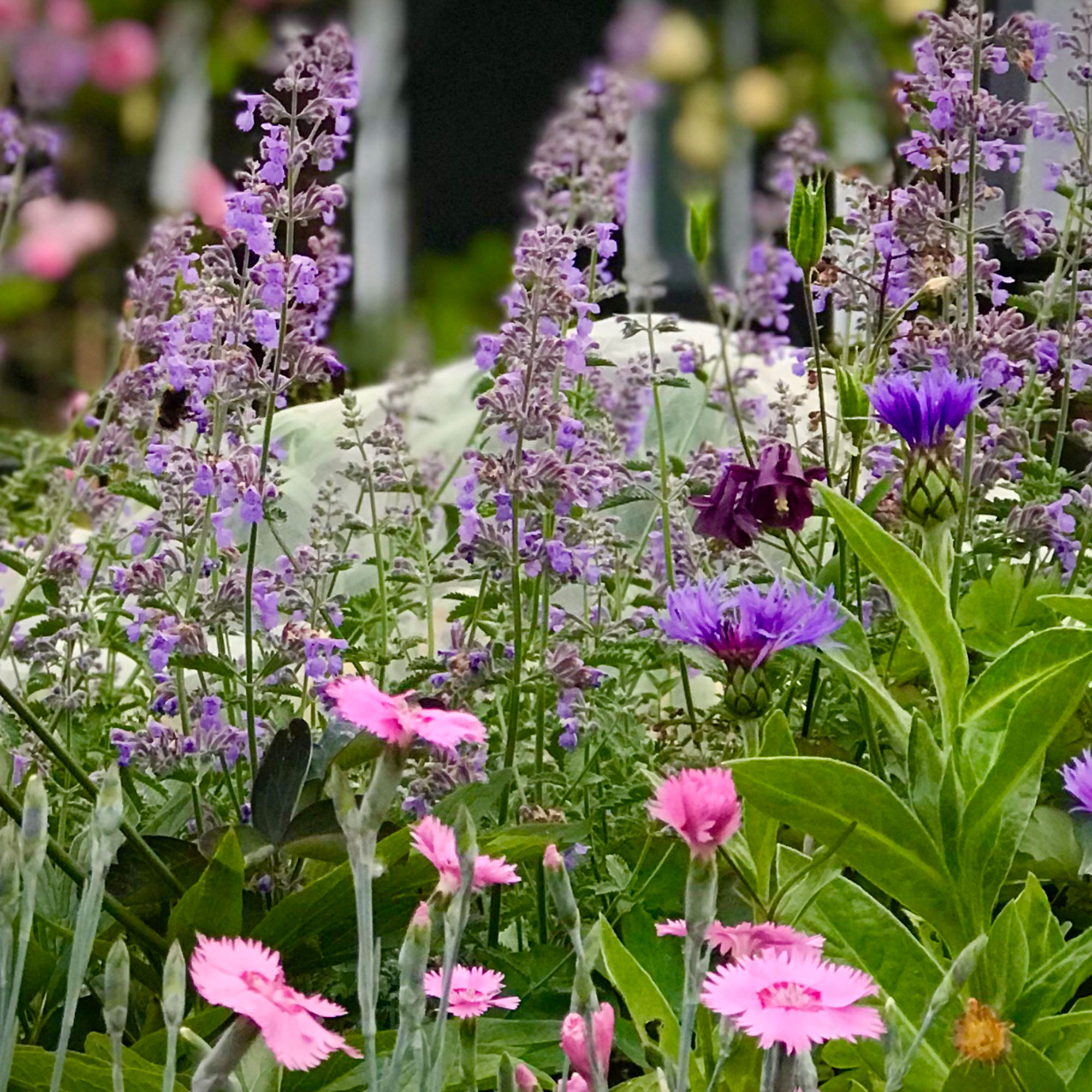 Close up of purple and pink flowers in garden