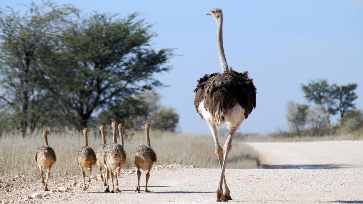 Monster Bird Is One Of The World's Largest Eagles