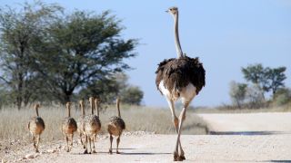 Ostrich's are amongst the biggest birds on Earth 