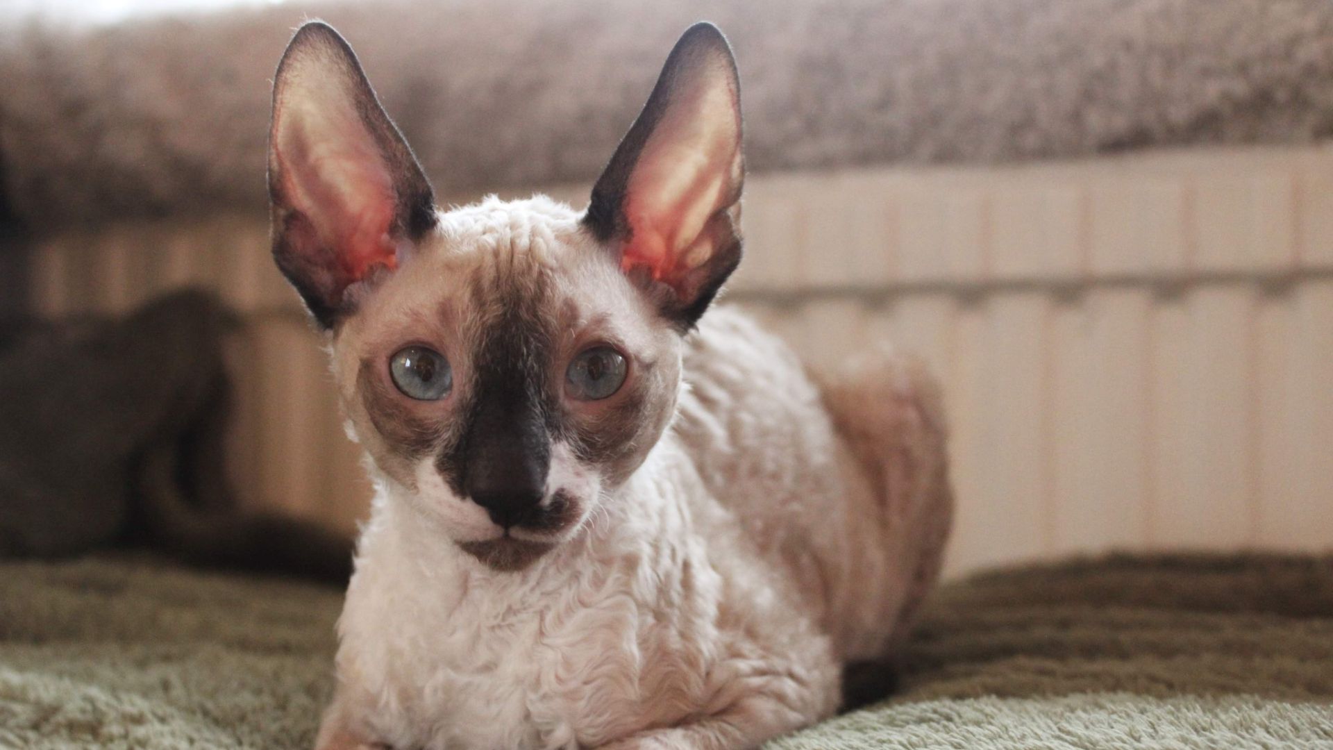 curly coated cornish rex cat