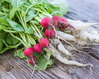 Freshly picked radishes in a pile on a wooden table