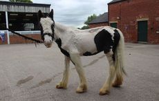Buggy-in-the-care-of-World-Horse-Welfare-June-2016.jpg