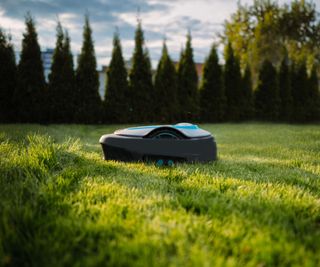 A robot mower on a lawn in front of cypresses