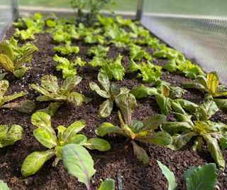 leafy green seedlings in cold frame