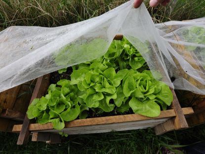Lettuce grows in a box under translucent plastic sheeting